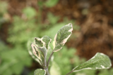 Salvia officinalis 'Tricolor' RCP5-2014 190.JPG